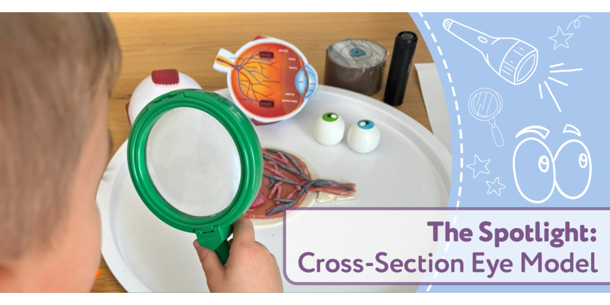 The Spotlight : Cross-Section Eye Model