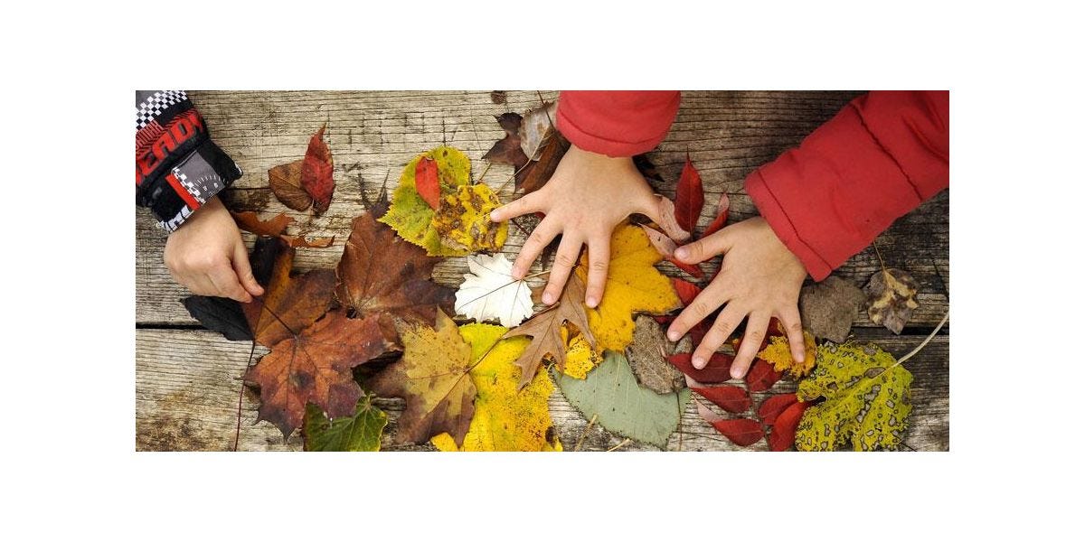  Forest School in a time of COVID