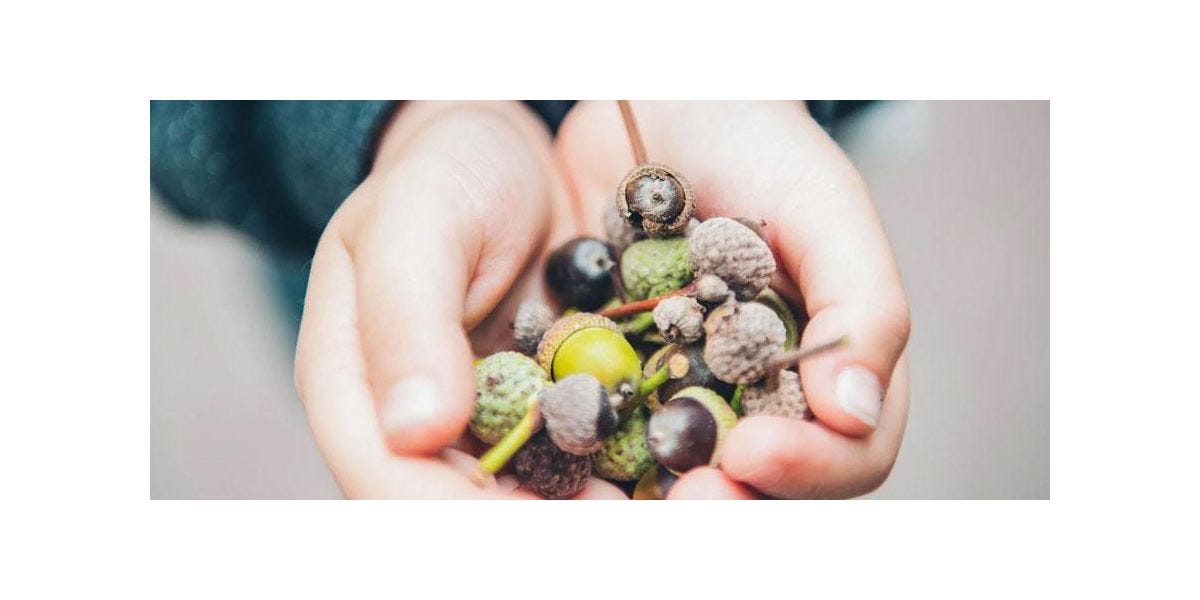 The Wonder of Forest Schools: Connecting with Nature