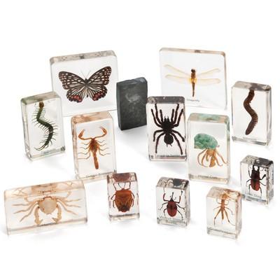 Knowledge Builder Mini Beasts Arthropods (large set)