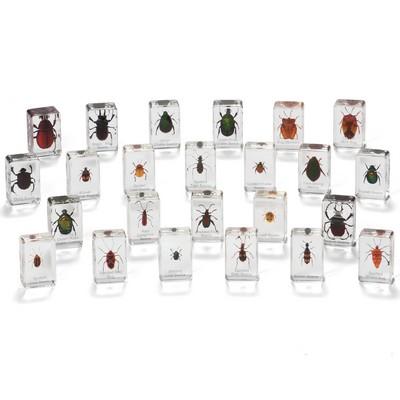 Knowledge Builder Mini Beasts Beetles & Bugs (large Set)