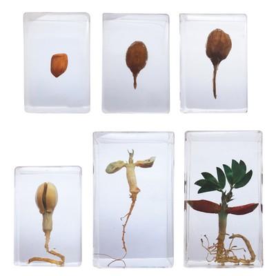 Knowledge Builder Peanut Life Cycle X 2