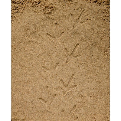 Let's Investigate Farmyard Footprints