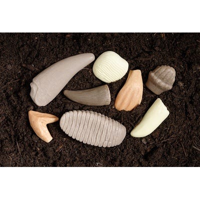 Let's Investigate Prehistoric Teeth