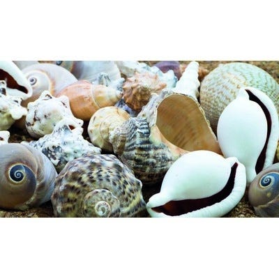 Large Shells
