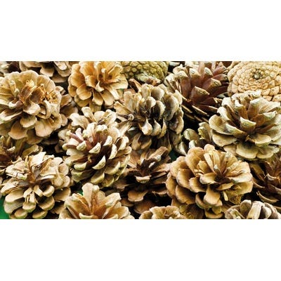 Regular Pine Cones Pack of 25
