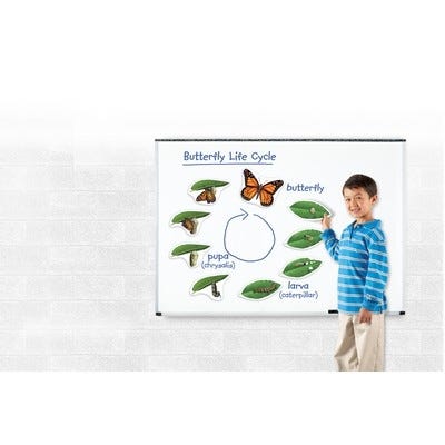 Giant Magnetic Butterfly Life Cycle
