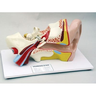 Ear Model in 2 Parts
