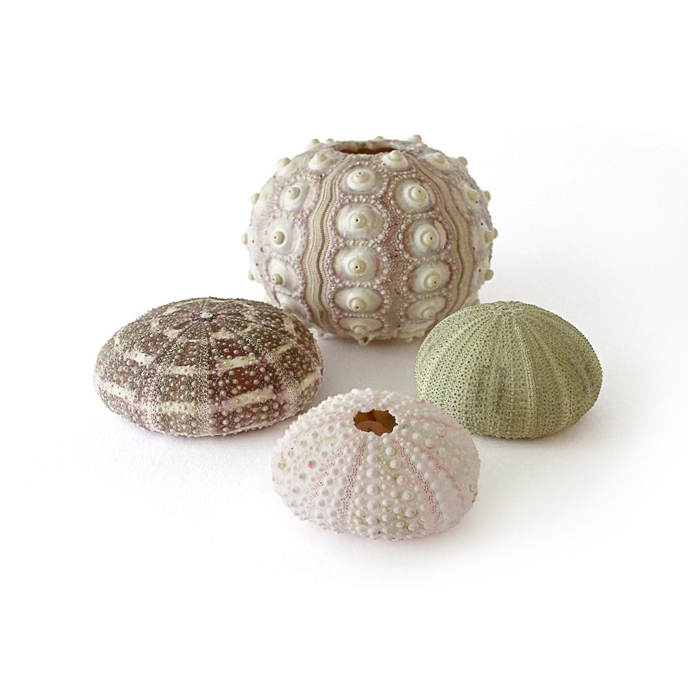 Urchins Set of 12