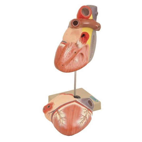 Model Heart H190 x W120 x D120mm