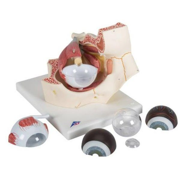 Model, Eye, 3 times full size, 7 Parts