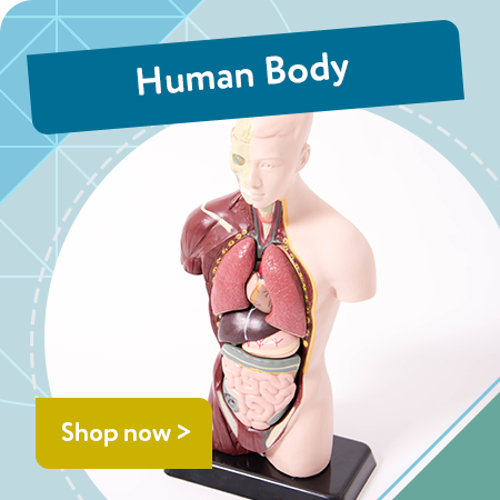 Human Body Resources for Secondary Schools | KCS